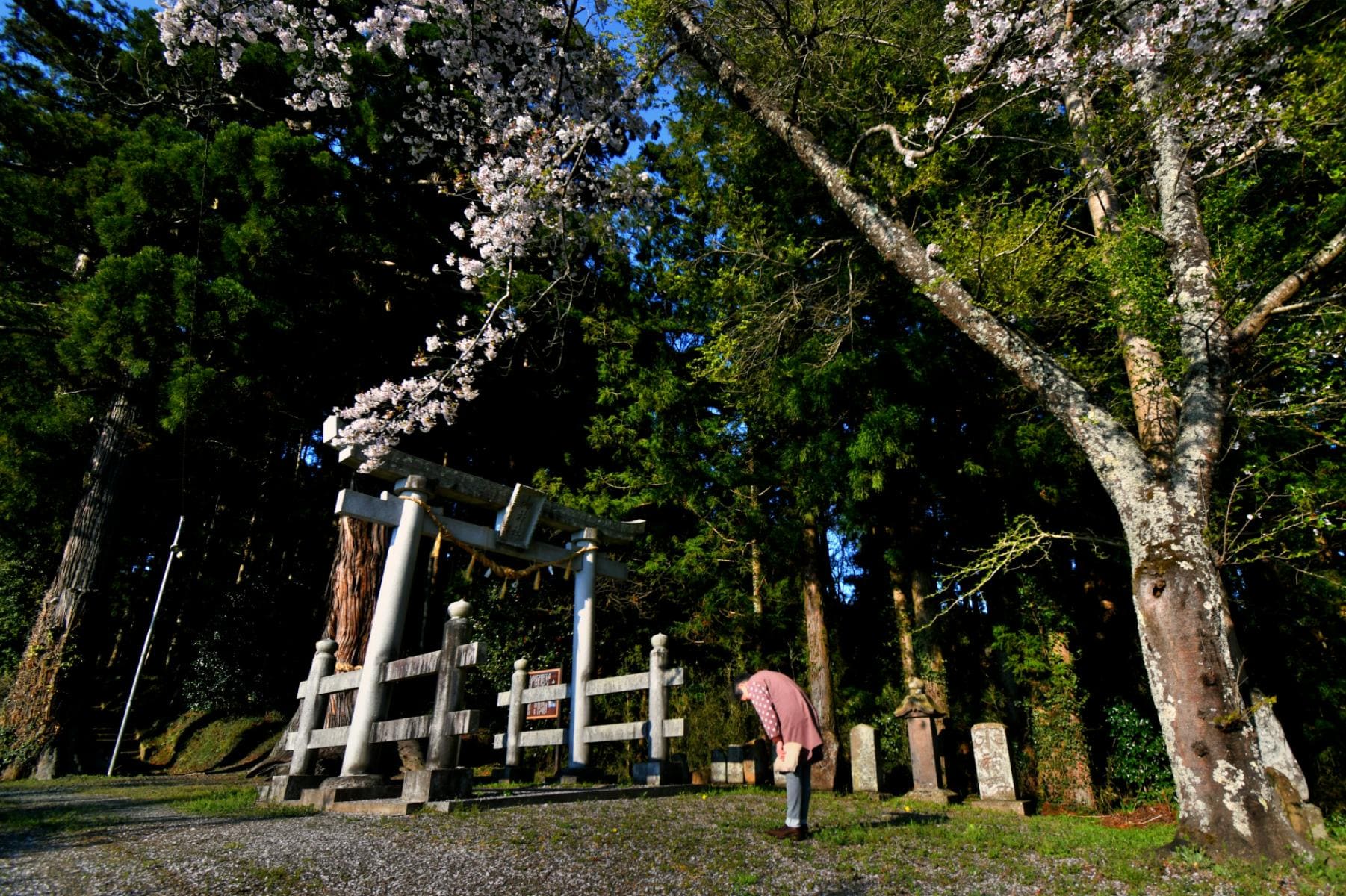 特選の写真(桜と延命杉と弐の鳥居)